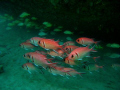   Glass Eye Snapper under one Carlisle Bay Wrecks  